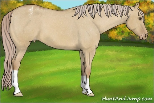 Horse Color:Palomino Dun Varnish