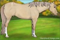 Horse Color:Palomino Dun Varnish 