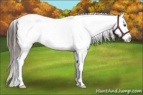 Horse Color:Liver Chestnut Appaloosa Rabicano 
