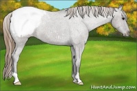 Horse Color:Smoky Grullo Appaloosa 