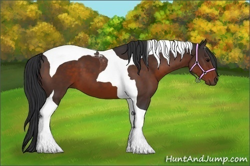 Horse Color:Brown Tobiano 