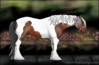 Horse Color:Brown Tobiano