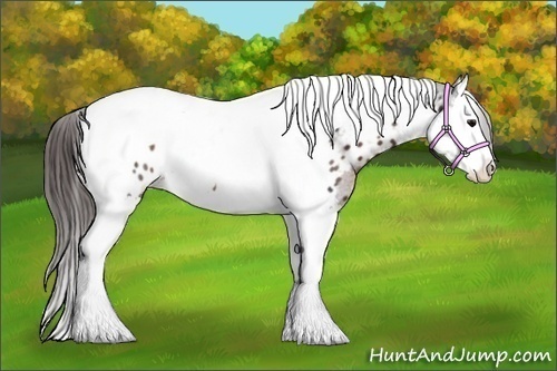 Horse Color:Brown Splash Tobiano Near Leopard 