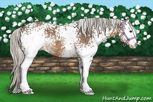 Horse Color:White Spotted Silver Buckskin 