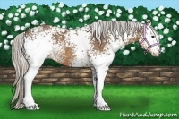 Horse Color:White Spotted Silver Buckskin 
