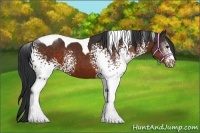 Horse Color:White Spotted Bay Tobiano 