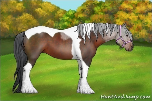 Horse Color:Brown Tobiano 