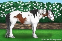 Horse Color:White Spotted Bay Tobiano