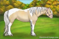 Horse Color:Silver Classic Cream Champagne Sabino Tobiano Rabicano 