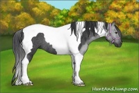Horse Color:Black Tobiano Rabicano 