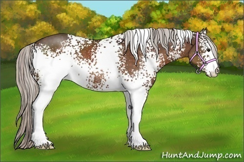 Horse Color:White Spotted Silver Bay