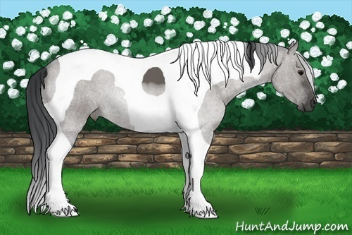 Horse Color:Grullo Tobiano 