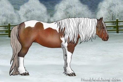 Horse Color:Silver Bay Tobiano