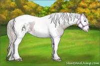 Horse Color:White Spotted Silver Black Tobiano 