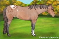 Horse Color:Bay Appaloosa 