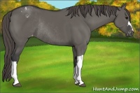 Horse Color:Grullo Appaloosa Rabicano 
