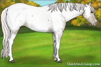Horse Color:Silver Grullo Tobiano Appaloosa 