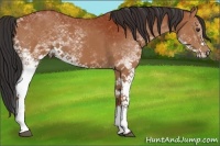 Horse Color:White Spotted Bay 