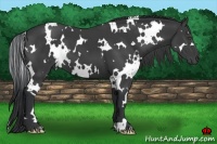 Horse Color:White Spotted Black Frame 