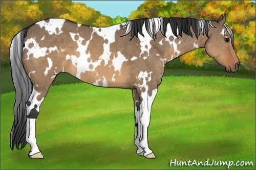 Horse Color:White Spotted Brown Dun 