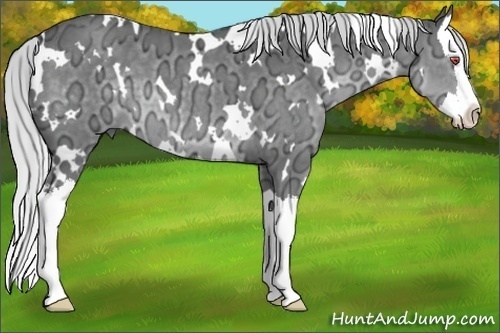 Horse Color:White Spotted Silver Black Chinchilla Ice Splash 