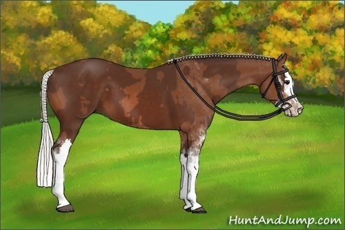 Horse Color:Silver Bay Sabino  and Silver Bay Sabino Splash 