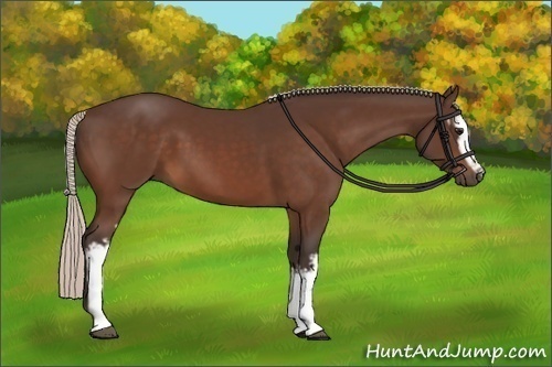 Horse Color:White Spotted Silver Bay 