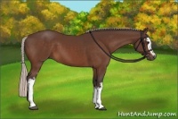 Horse Color:White Spotted Silver Bay 