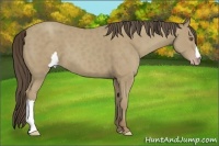 Horse Color:Classic Cream Champagne