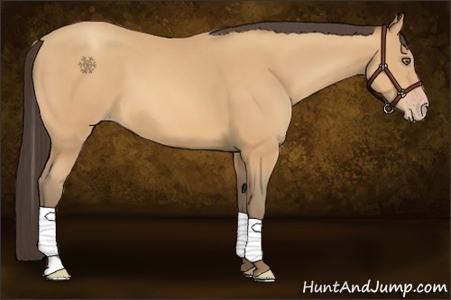 Horse Color:Amber Champagne Tobiano