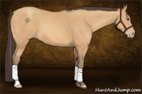 Horse Color:Amber Champagne Tobiano