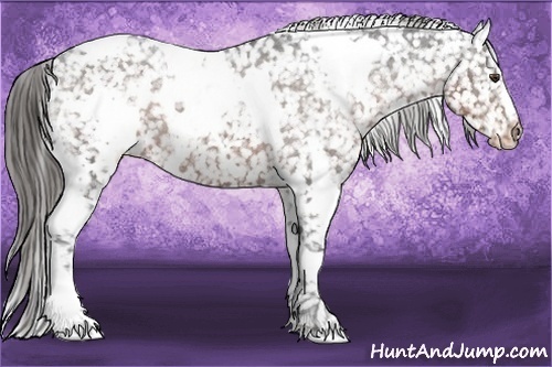 Horse Color:White Spotted Liver Chestnut Appaloosa 