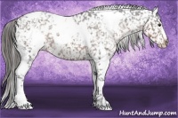 Horse Color:White Spotted Liver Chestnut Appaloosa