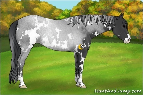 Horse Color:White Spotted Black Sabino