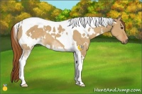 Horse Color:White Spotted Red Dun Tobiano