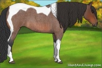 Horse Color:Bay Roan Tobiano