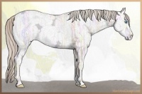 Horse Color:Chocolate Palomino Ice Roan Pearl