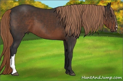 Horse Color:Liver Chestnut 