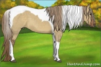 Horse Color:Liver Red Dun Tobiano 