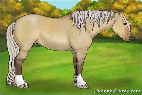 Horse Color:Silver Brown Dun 