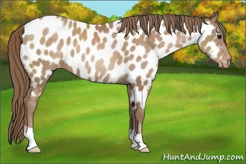 Horse Color:Black Pearl Near Leopard