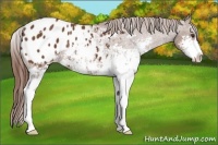 Horse Color:Chestnut Sabino Appaloosa Rabicano 