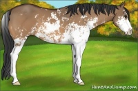 Horse Color:Bay Dun Sabino 