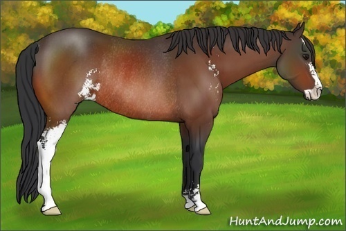 Horse Color:Bay Sabino Rabicano 