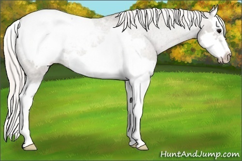Horse Color:Silver Grullo Roan Splash Frame Snowcap Rabicano 