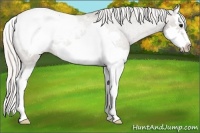 Horse Color:Silver Grullo Roan Splash Frame Snowcap Rabicano 