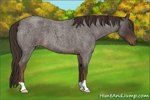 Horse Color:Liver Red Roan 