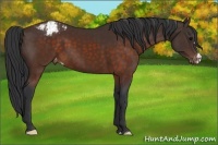 Horse Color:Brown Appaloosa