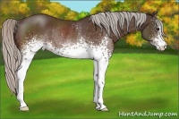 Horse Color:White Spotted Silver Bay Rabicano