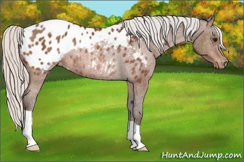 Horse Color:Silver Bay Appaloosa Rabicano
